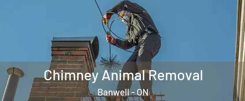 Chimney Animal Removal Banwell - ON