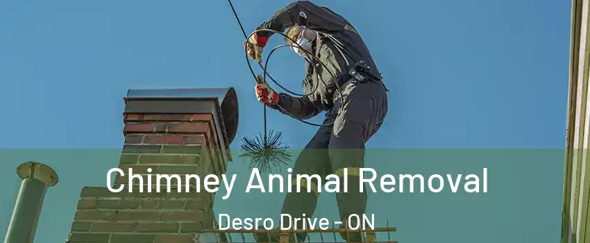 Chimney Animal Removal Desro Drive - ON