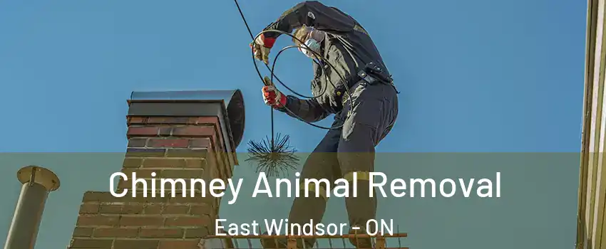 Chimney Animal Removal East Windsor - ON