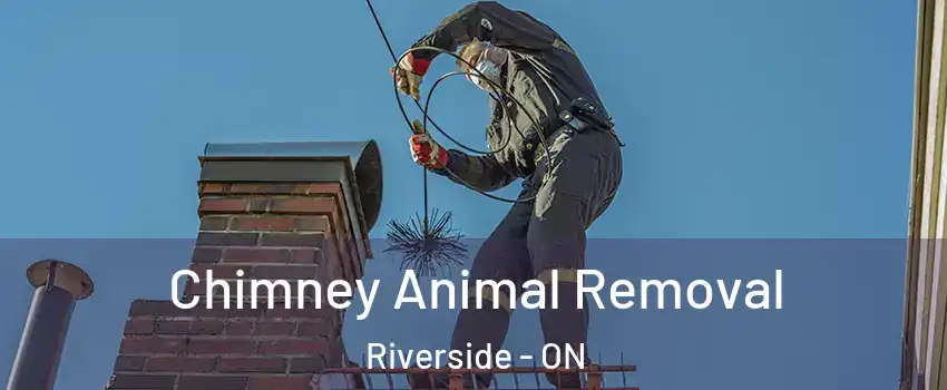 Chimney Animal Removal Riverside - ON