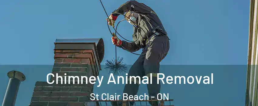 Chimney Animal Removal St Clair Beach - ON