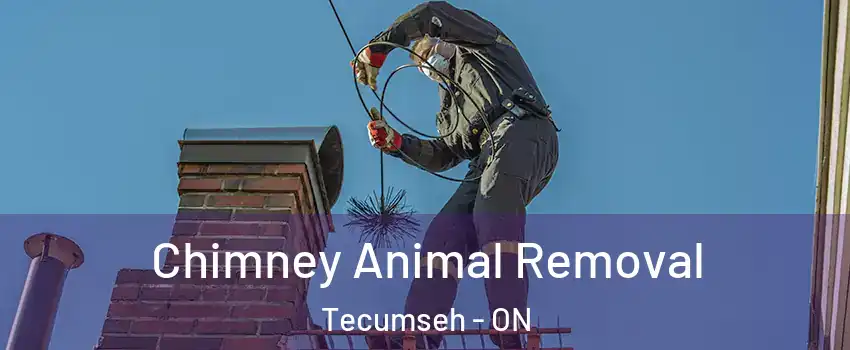 Chimney Animal Removal Tecumseh - ON